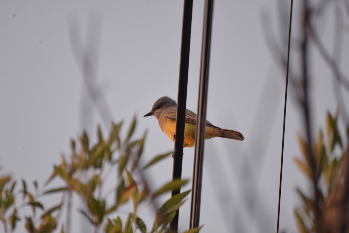 Cassin's Kingbird - ML642942511