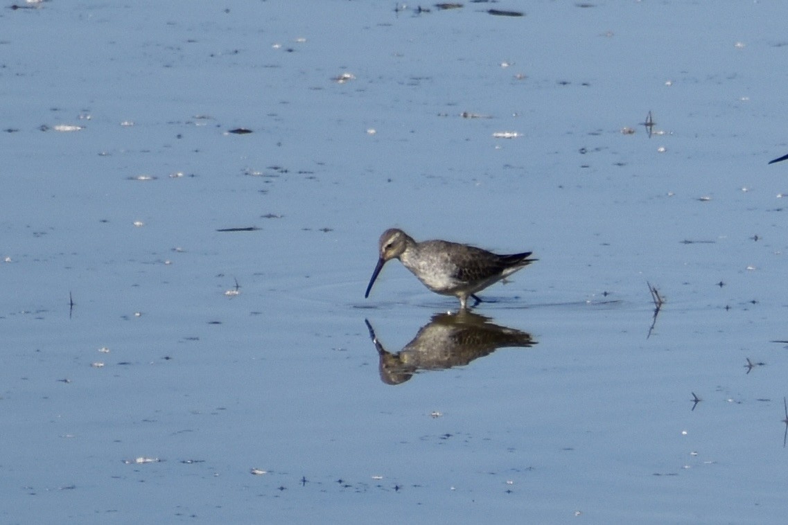 styltesnipe - ML642942543
