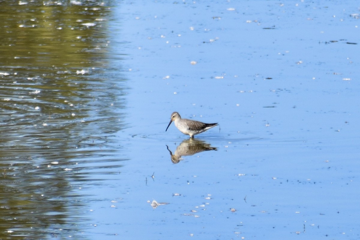 styltesnipe - ML642942590