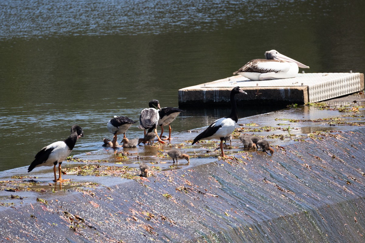 Magpie Goose - ML642942591