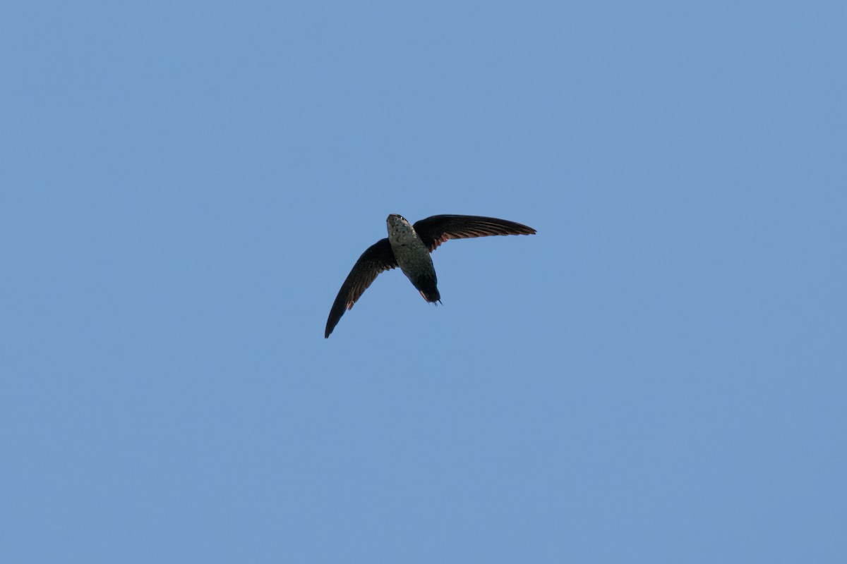 Gray-rumped Swift - ML642942608