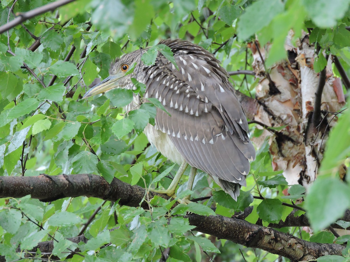 Black-crowned Night Heron - ML64294261