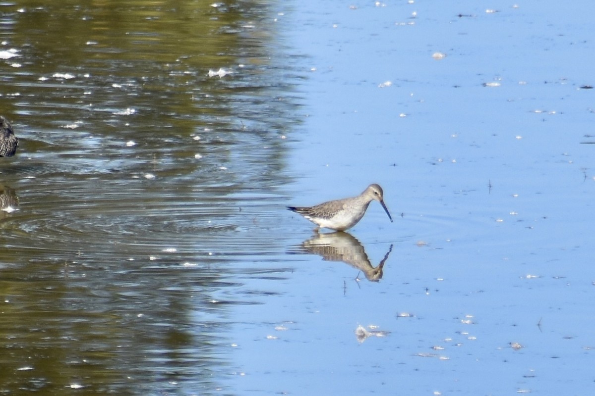 styltesnipe - ML642942619