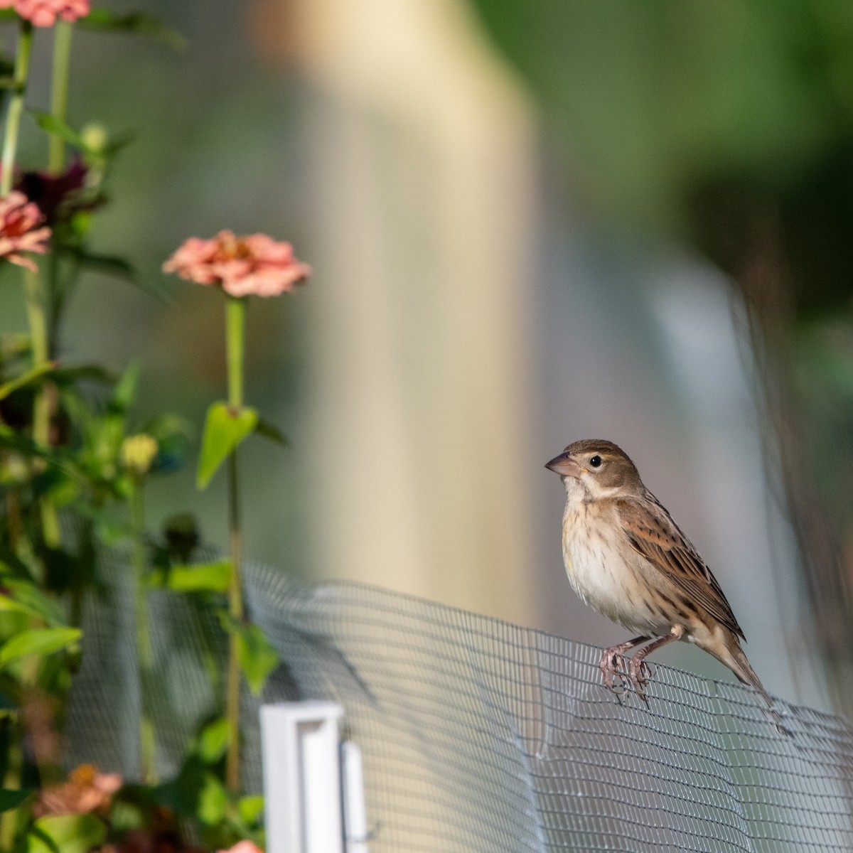Dickcissel - ML642942624