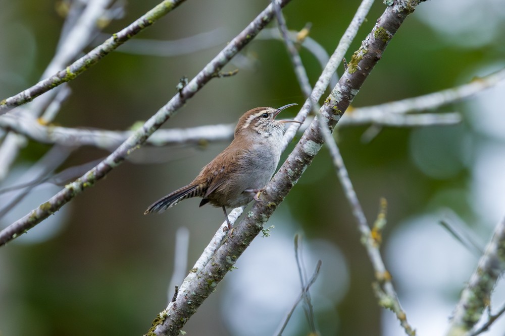 Bewick's Wren - ML642942625