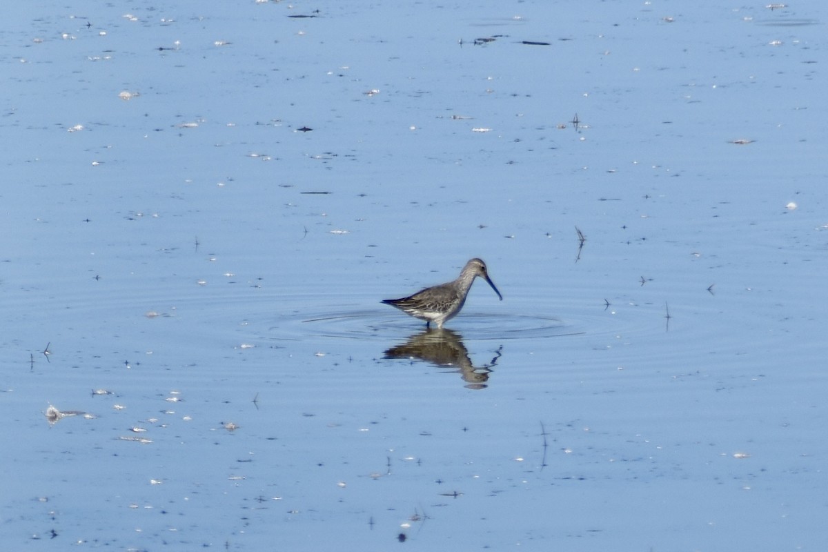 styltesnipe - ML642942633