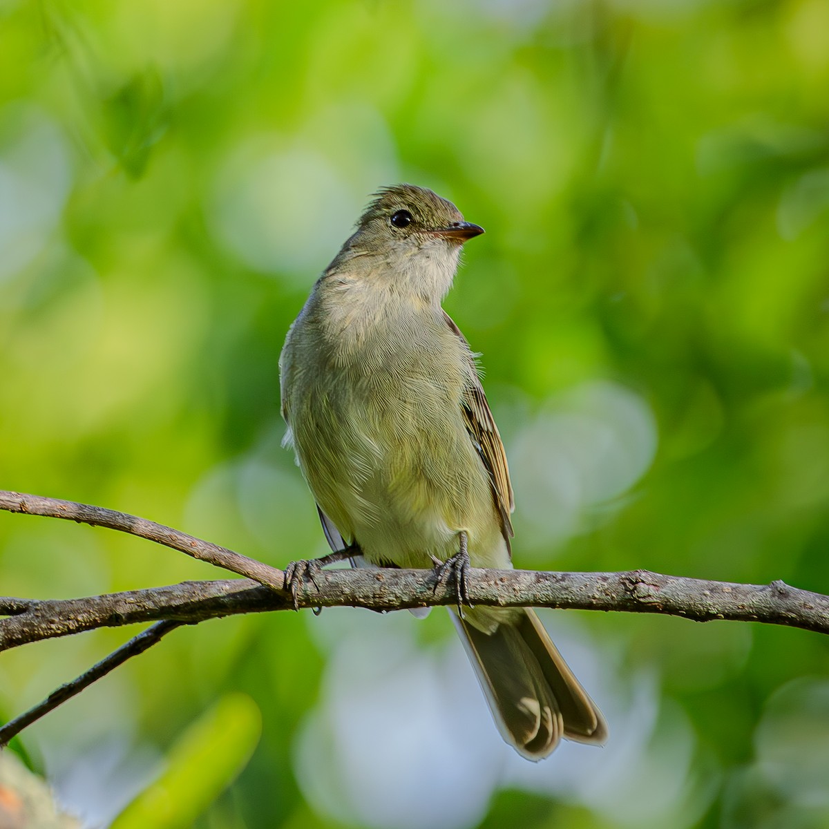 Caribbean Elaenia - ML642942636