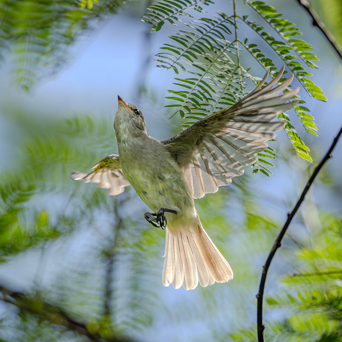 Caribbean Elaenia - ML642942637