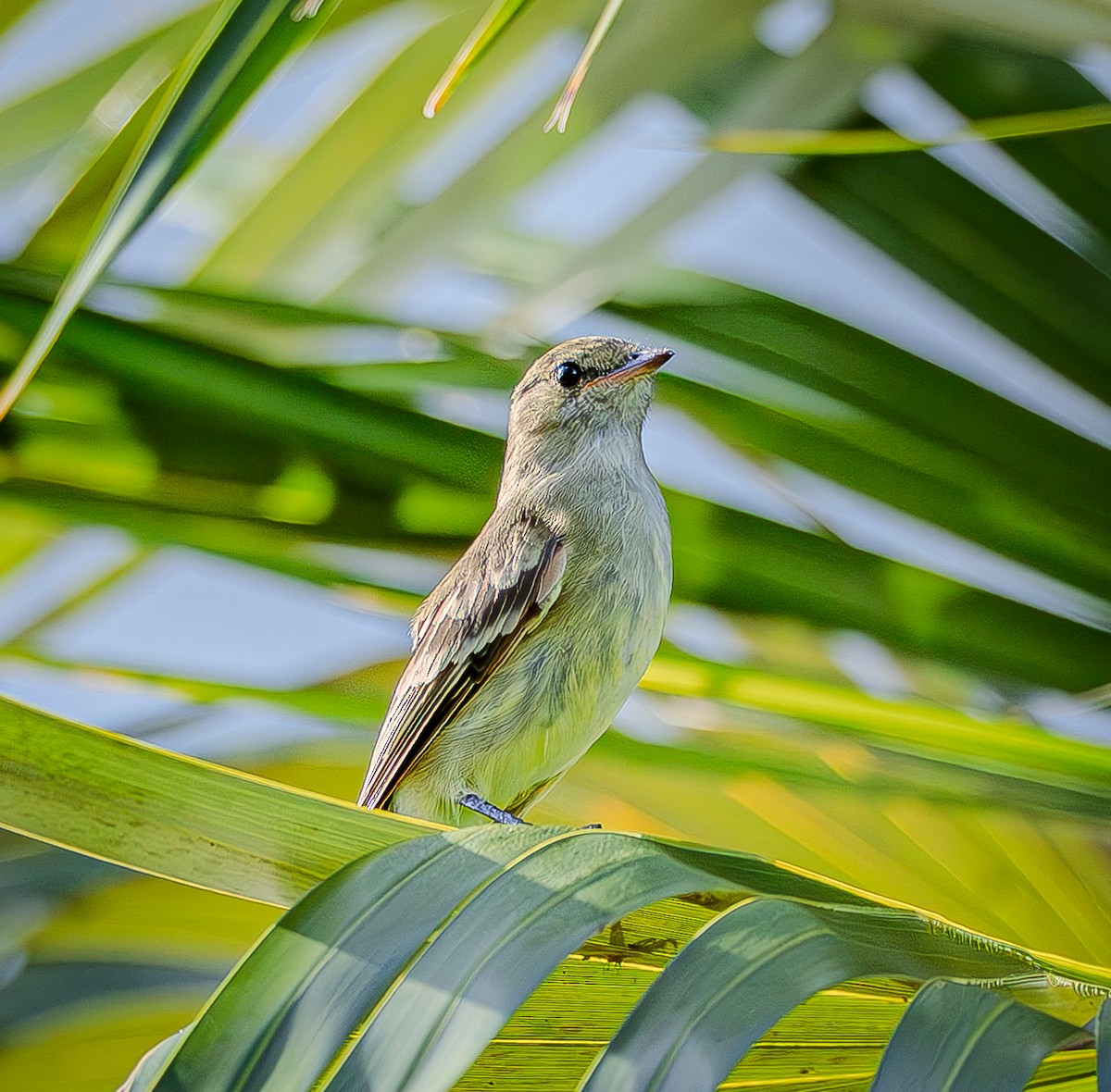 Caribbean Elaenia - ML642942638
