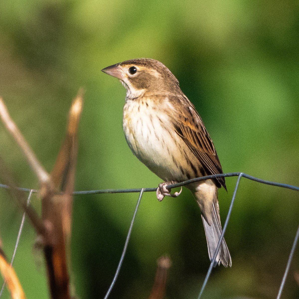 Dickcissel - ML642942641