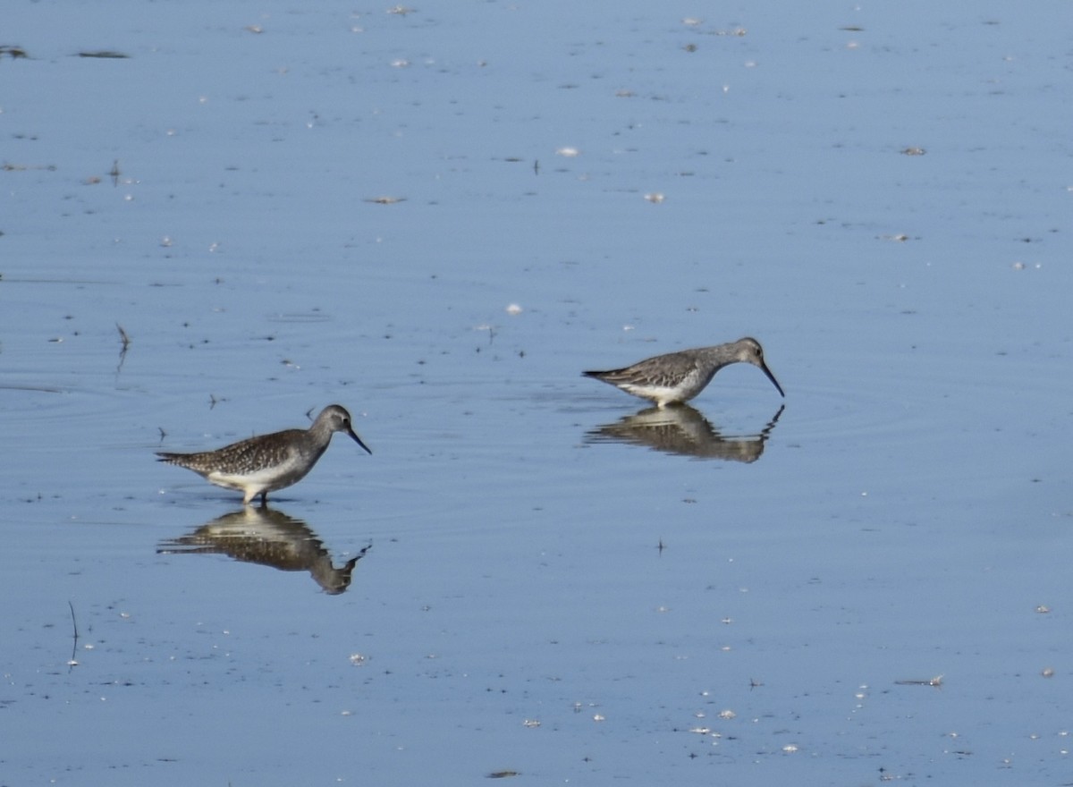 styltesnipe - ML642942654