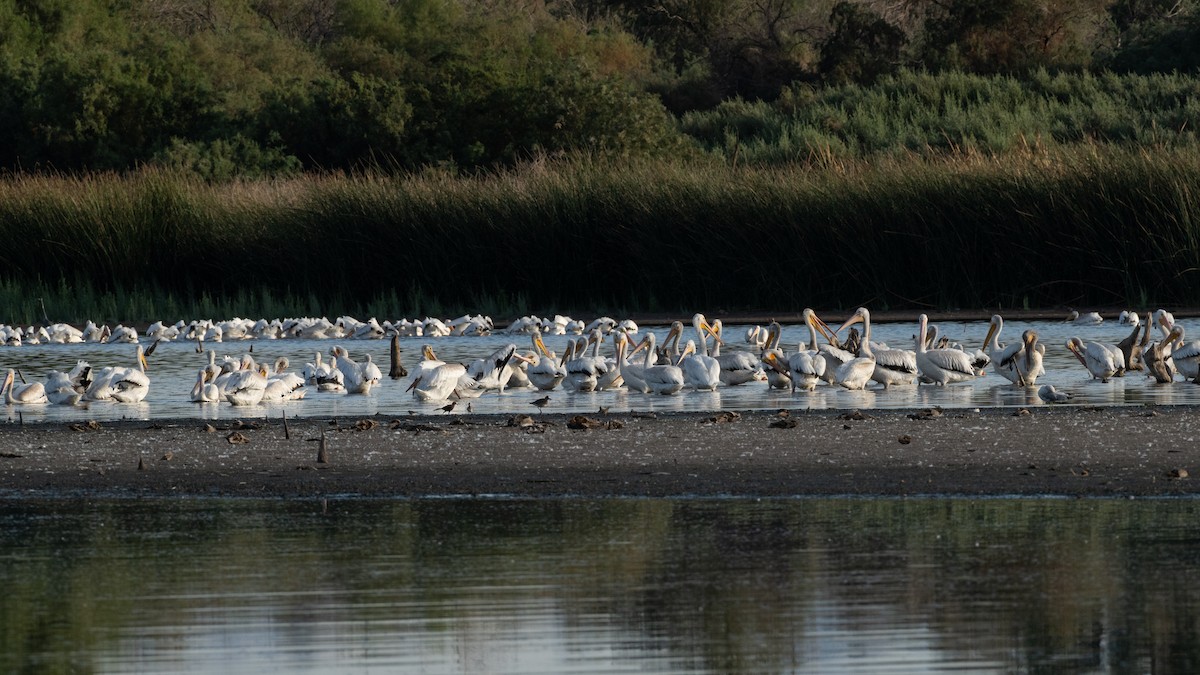 American White Pelican - ML642942657