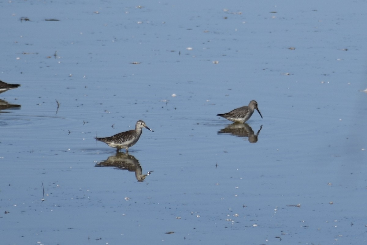 styltesnipe - ML642942676