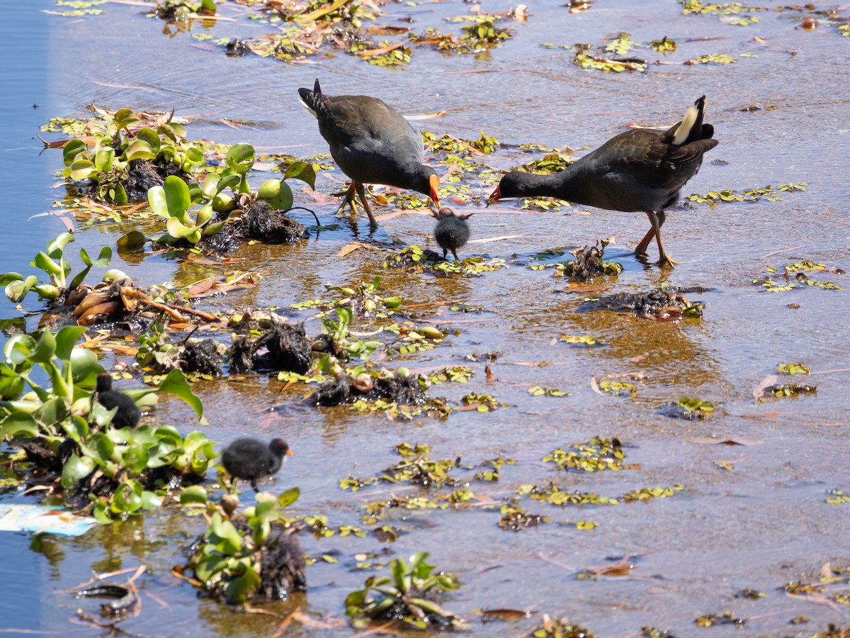 Dusky Moorhen - ML642942678