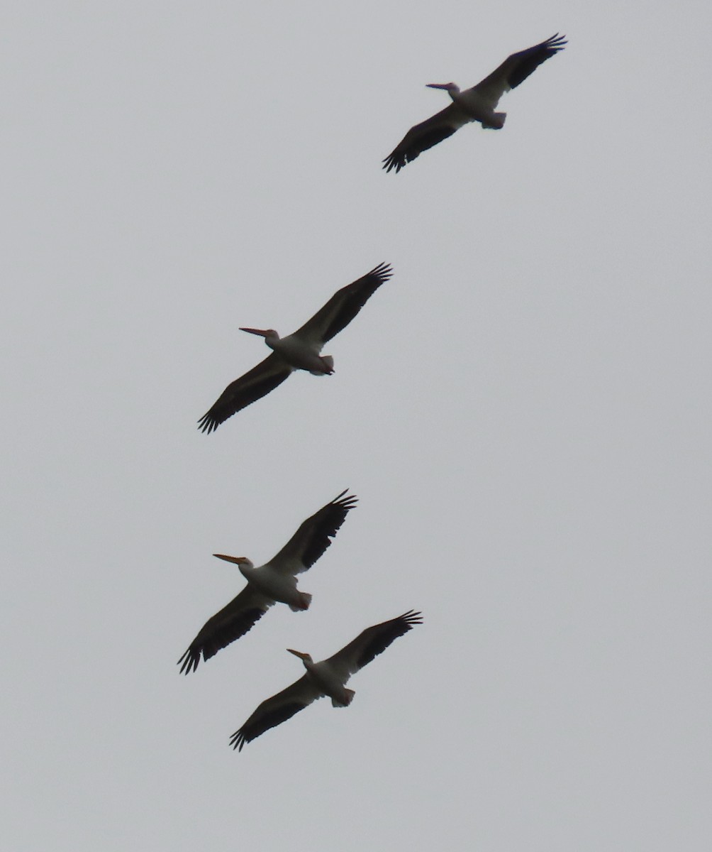 American White Pelican - ML642942683