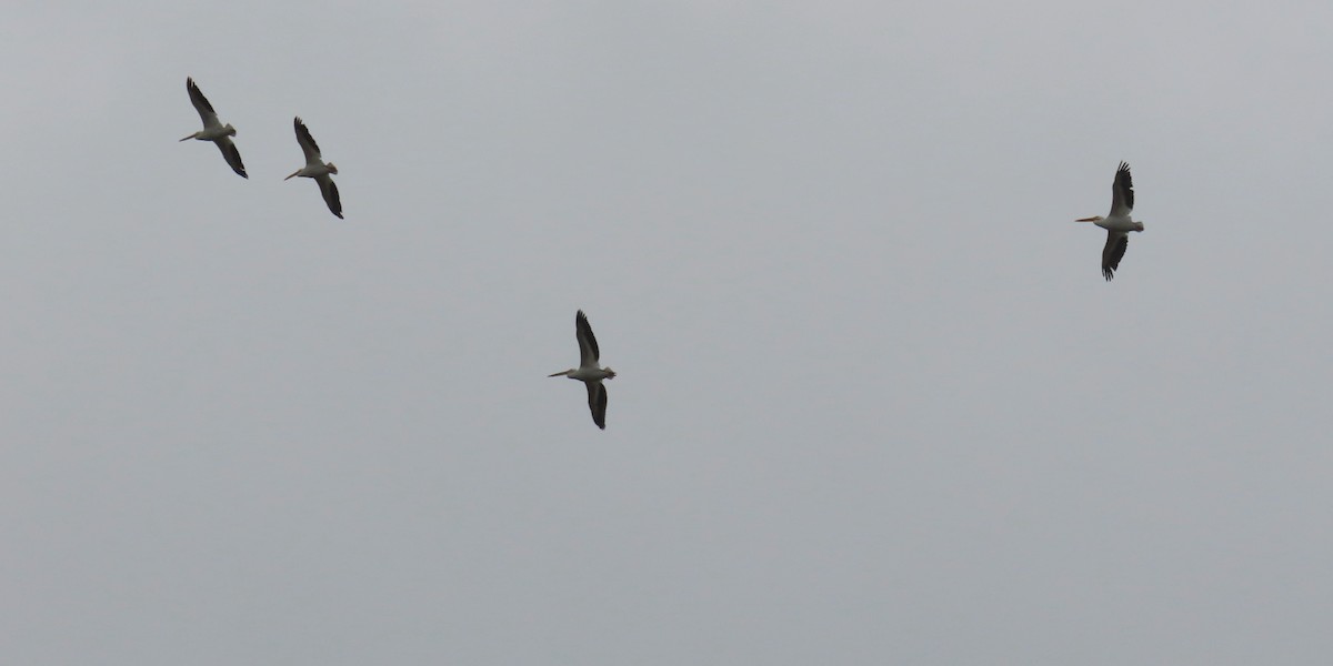 American White Pelican - ML642942684
