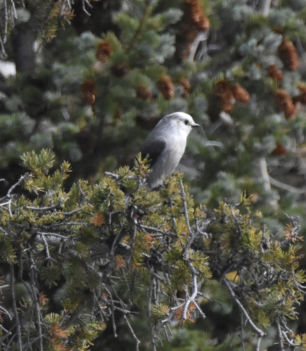 Canada Jay (Rocky Mts.) - ML642942695
