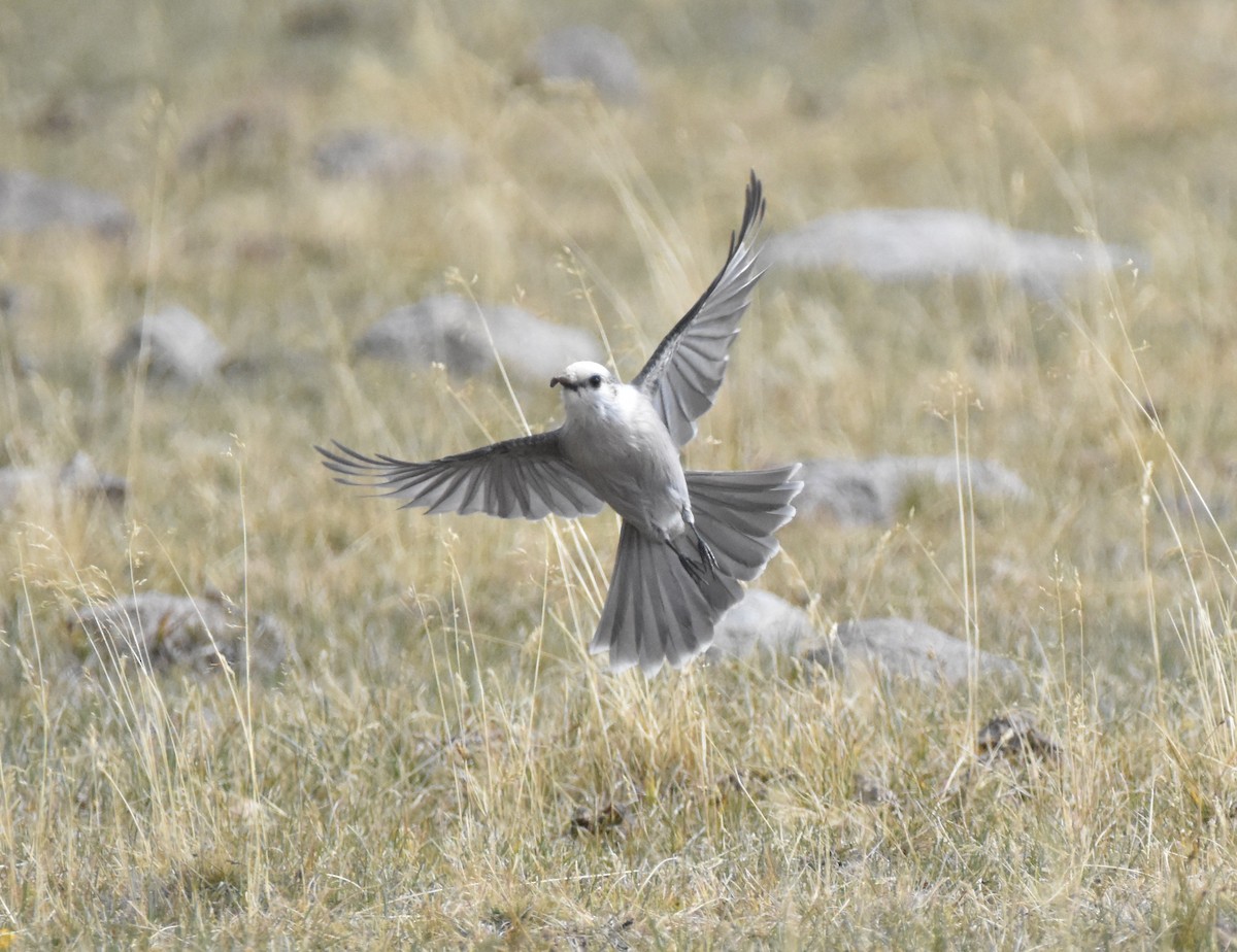 Canada Jay (Rocky Mts.) - ML642942696