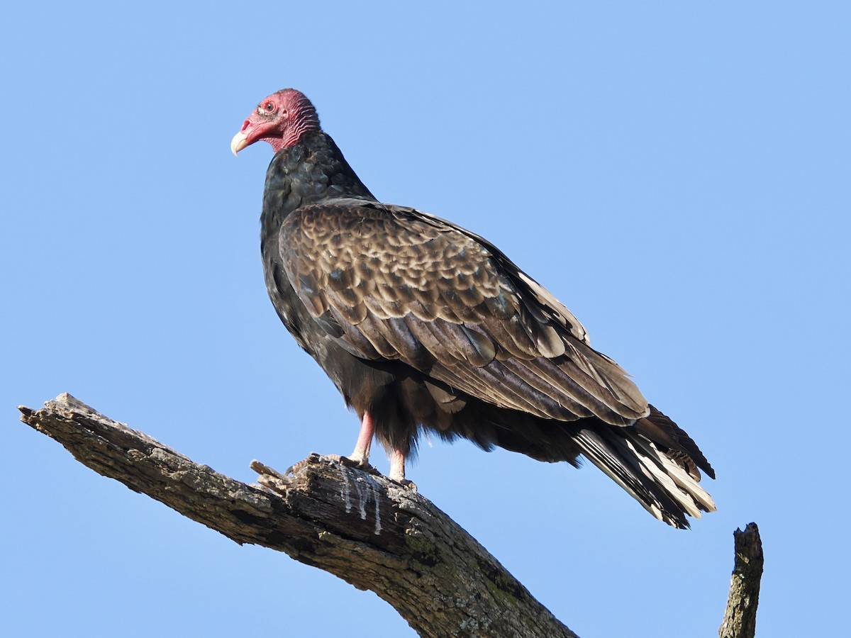 Hindi Akbabası - ML642942698