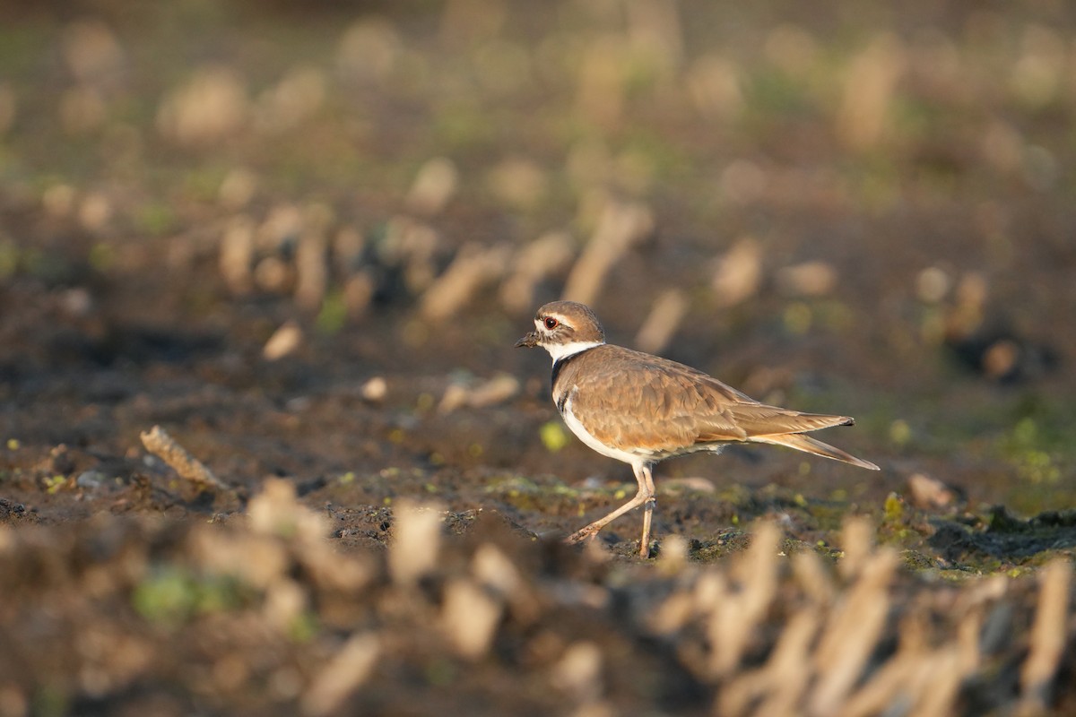 Killdeer - ML642942715