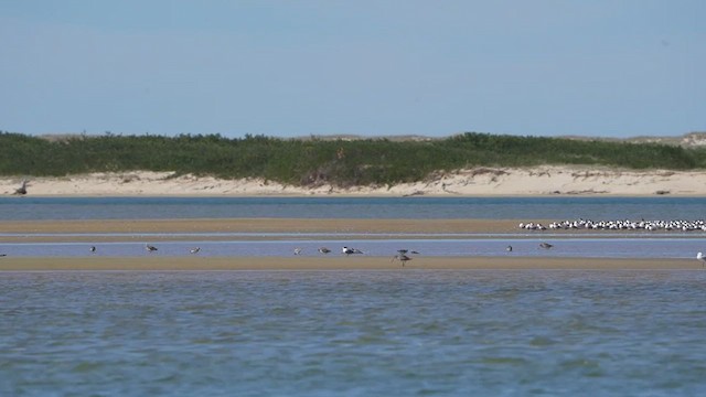 Great Crested Tern - ML642942737