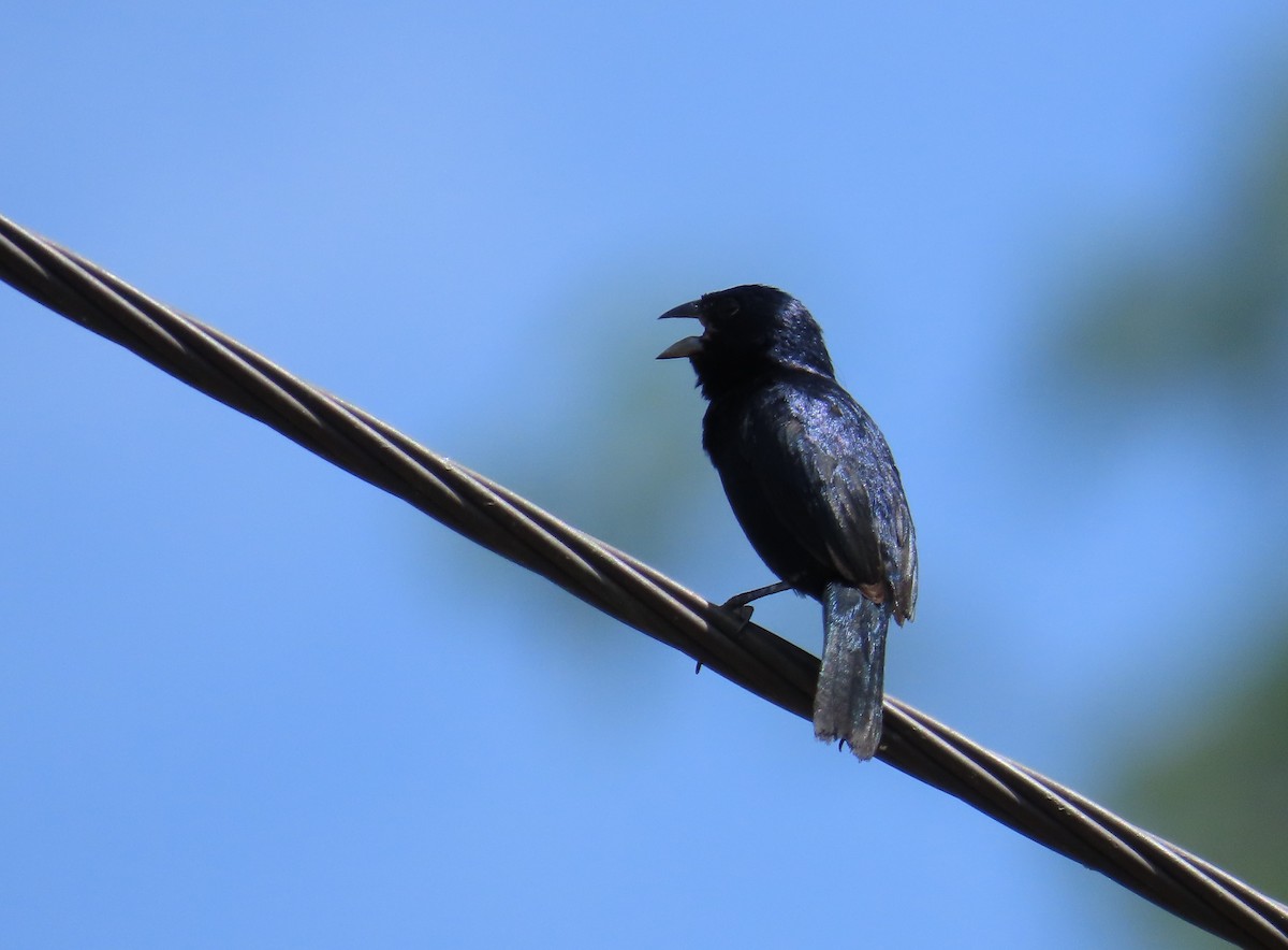 Blue-black Grassquit - ML642942739