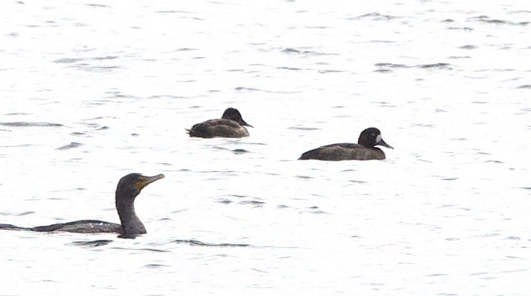 Greater Scaup - ML642942741