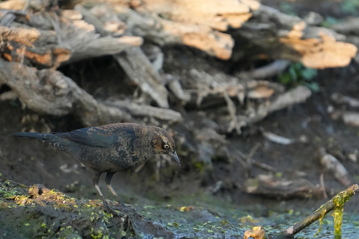 Rusty Blackbird - ML642942750