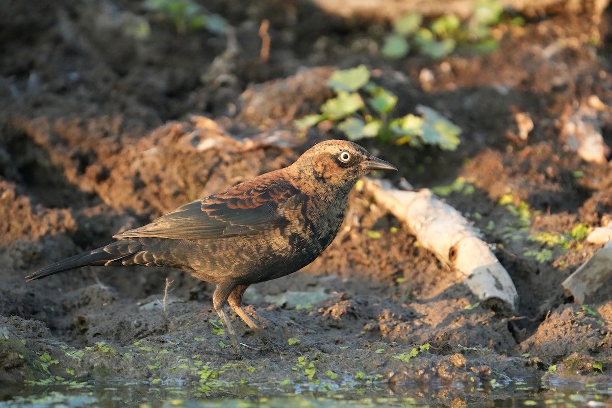 Rusty Blackbird - ML642942751