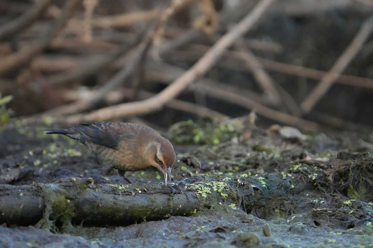 Rusty Blackbird - ML642942752