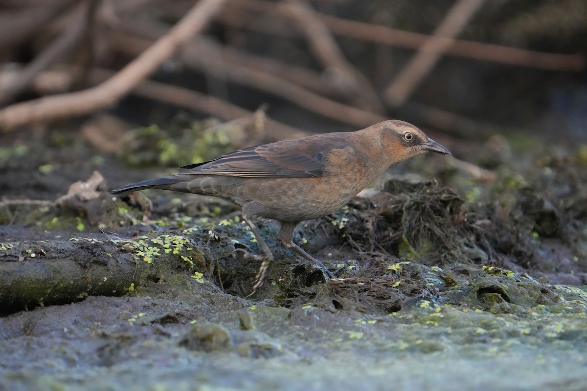 Rusty Blackbird - ML642942753