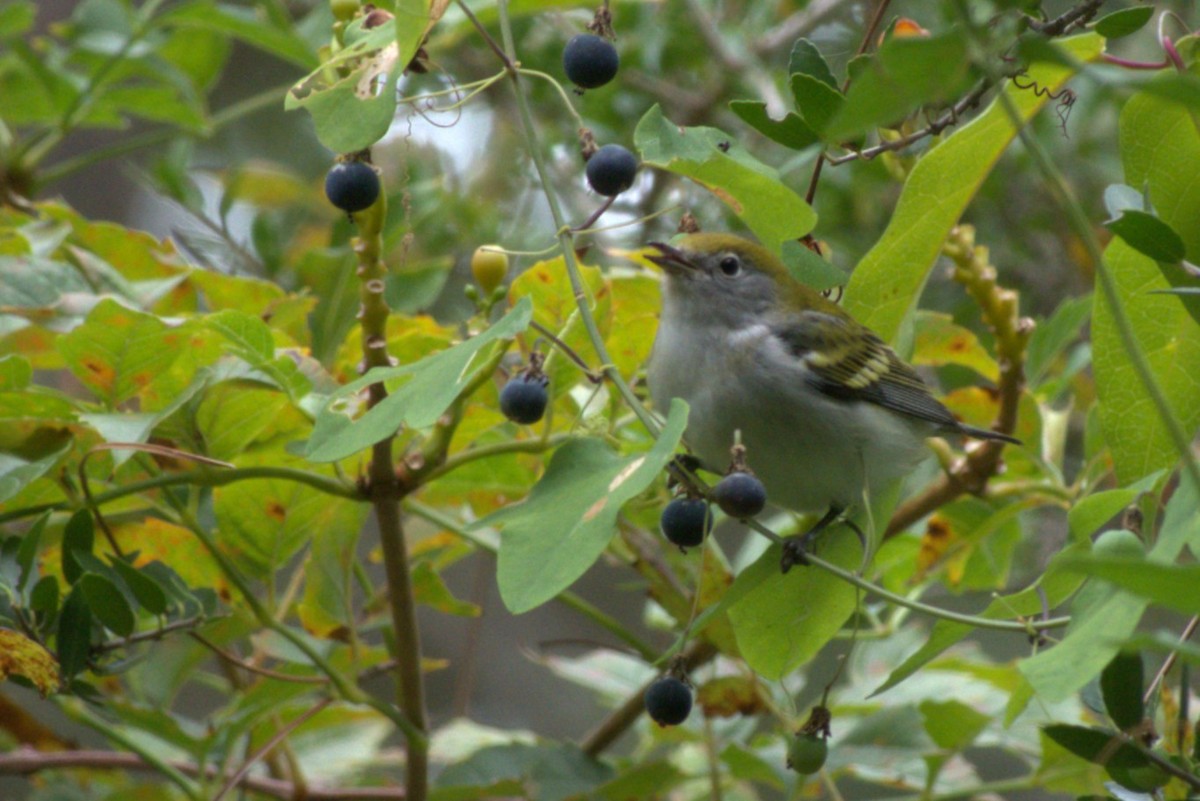 Chestnut-sided Warbler - ML642942770