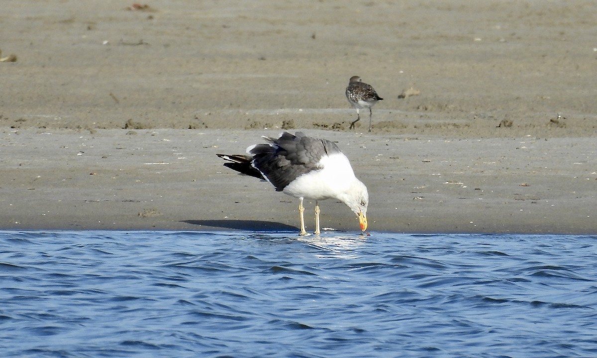 Lesser Black-backed Gull - ML642942776