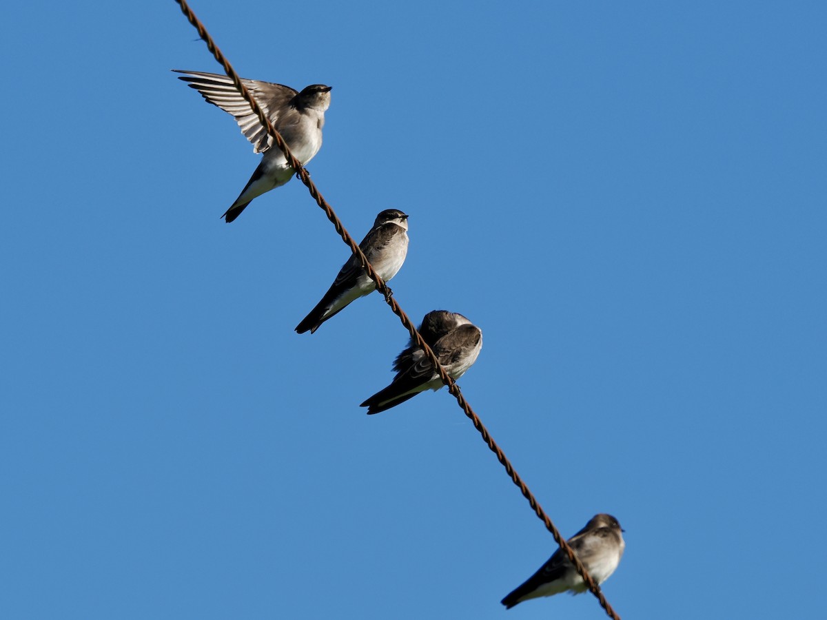 Northern Rough-winged Swallow - ML642942781