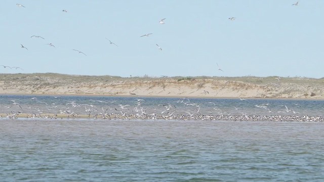 Great Crested Tern - ML642942788