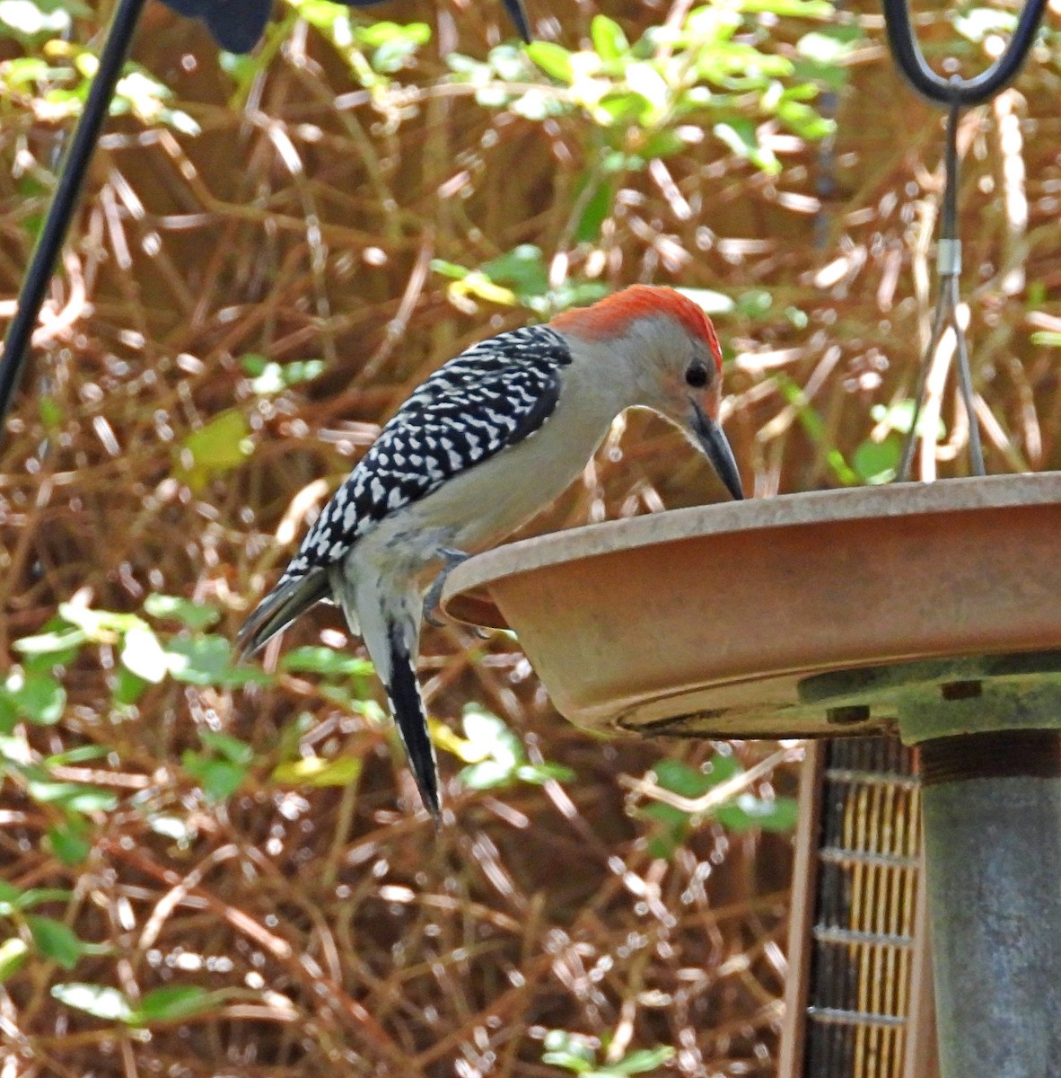 Red-bellied Woodpecker - ML642942789