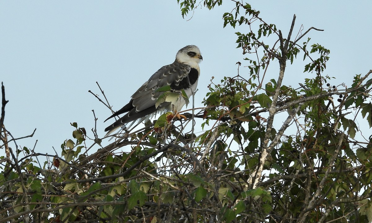 White-tailed Kite - ML642942794