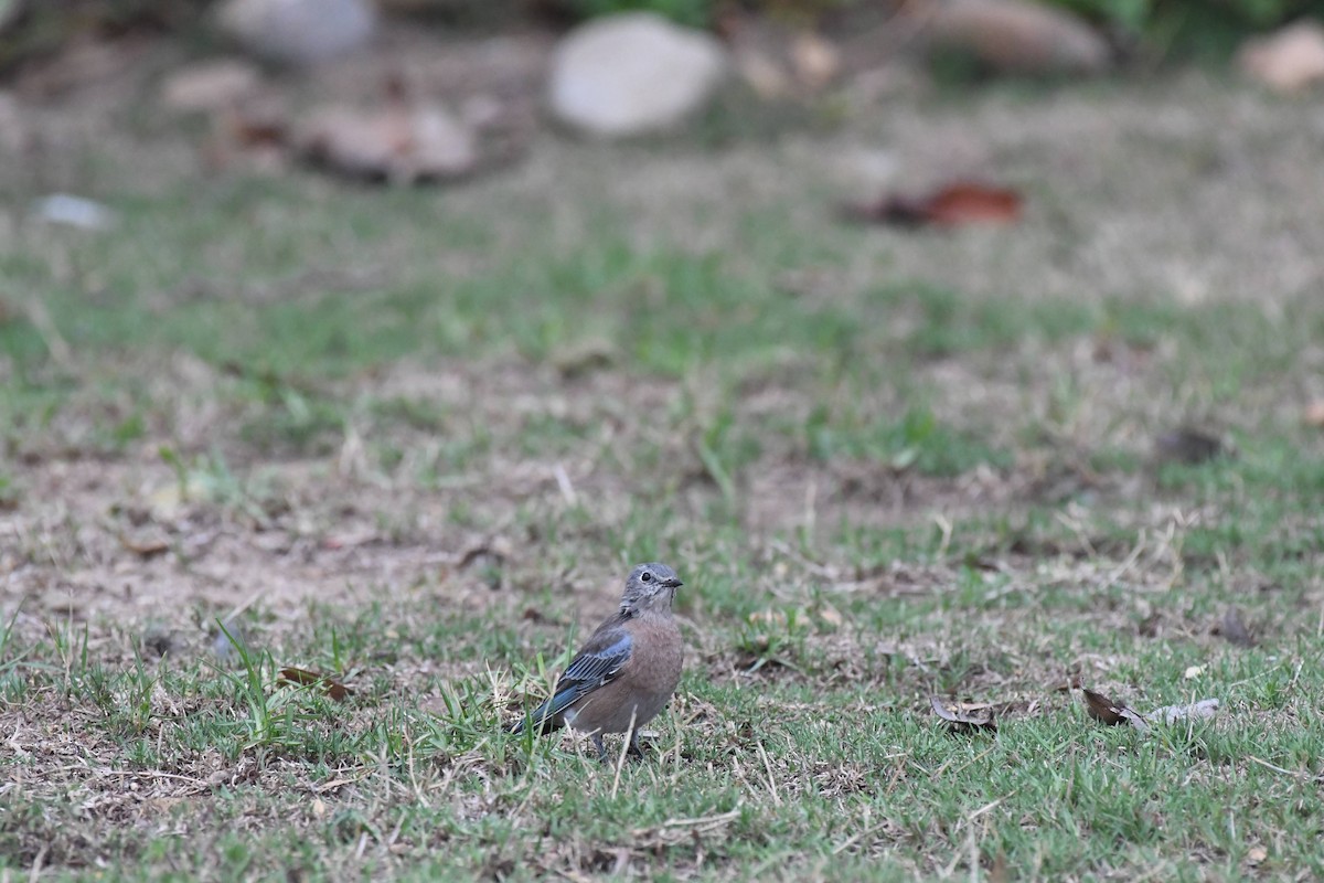Western Bluebird - ML642942795