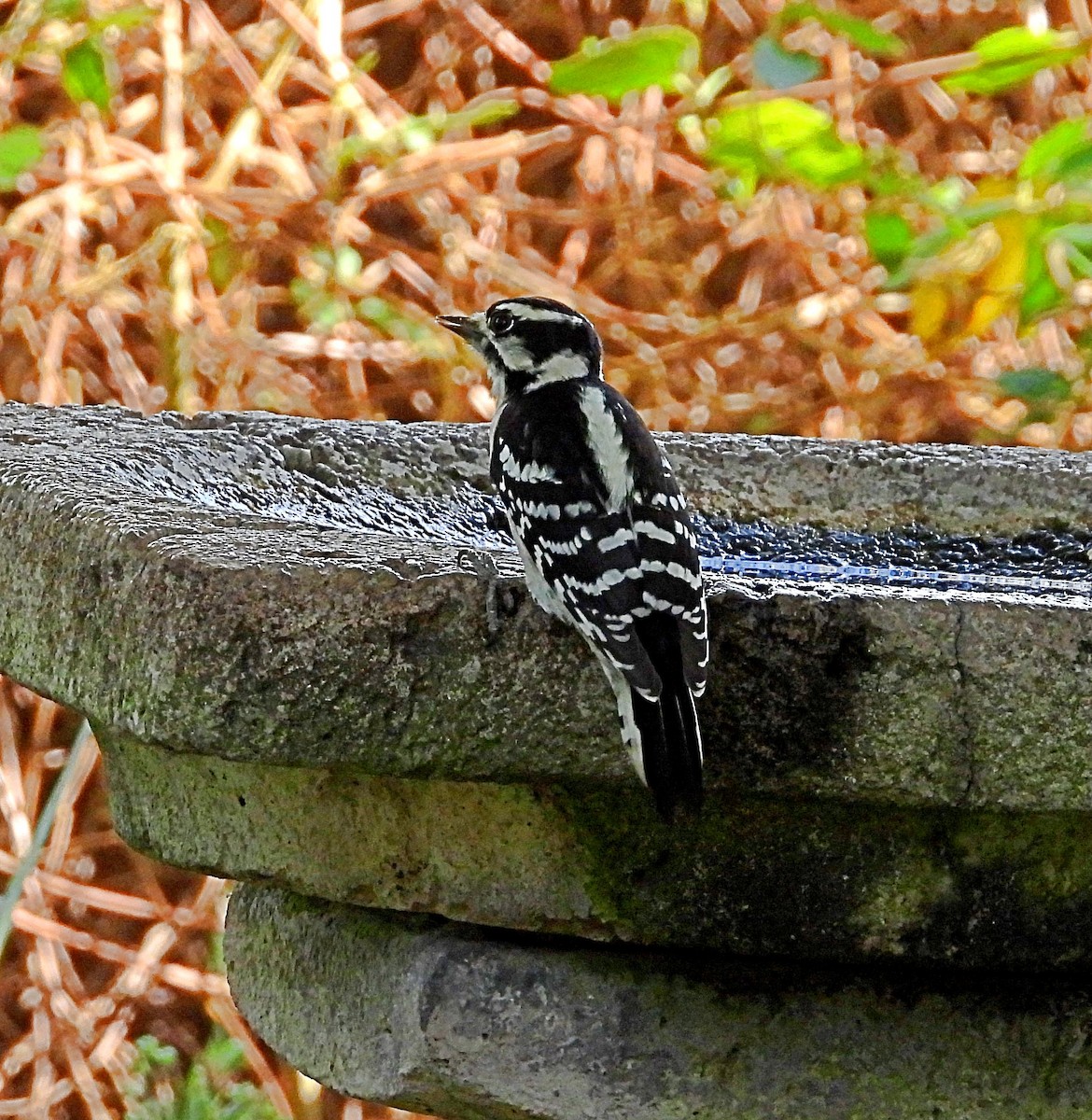 Downy Woodpecker - ML642942797