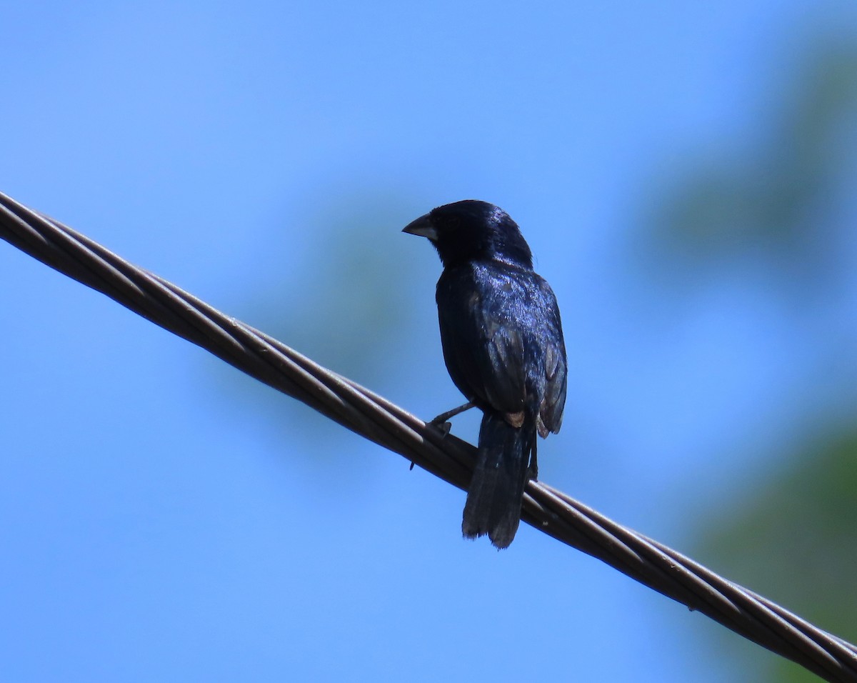 Blue-black Grassquit - ML642942798