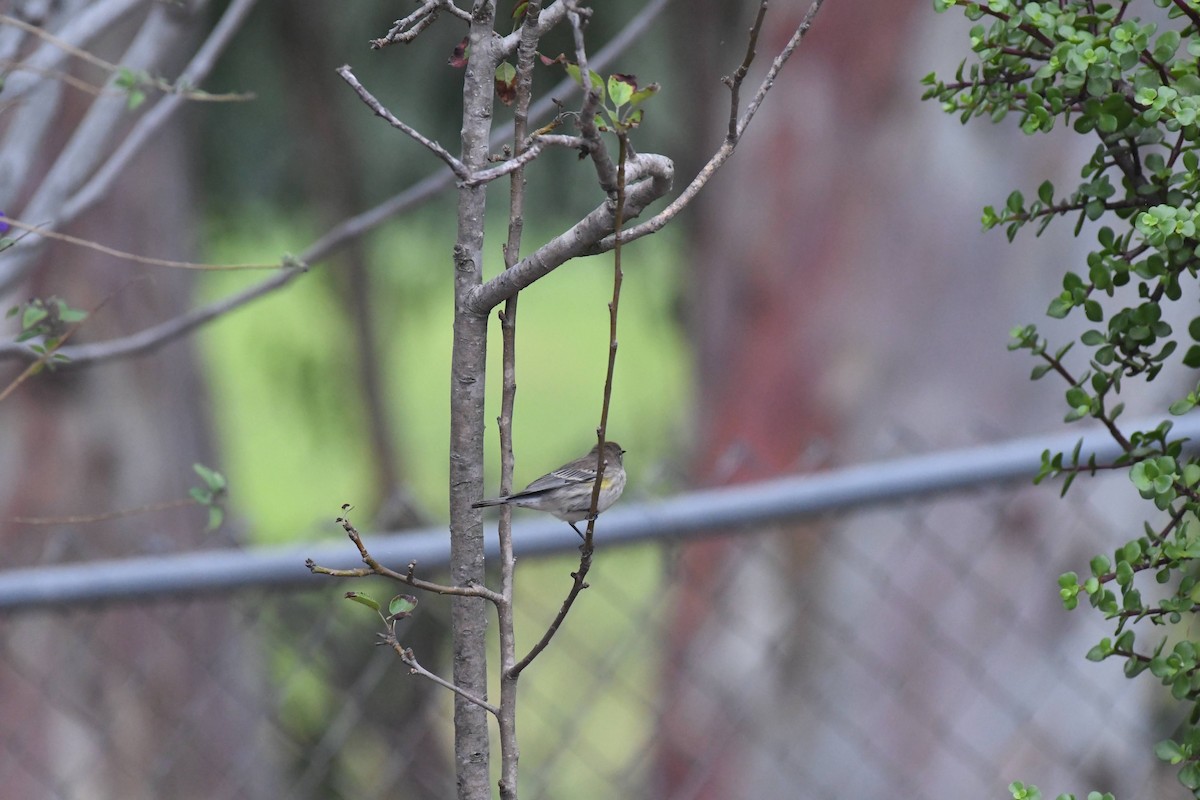 Yellow-rumped Warbler - ML642942799