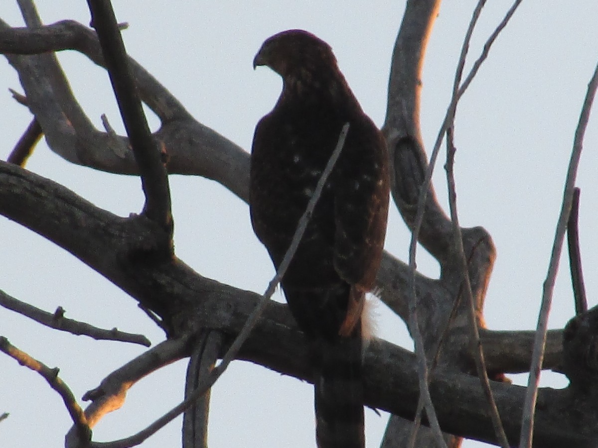 Cooper's Hawk - ML642942800