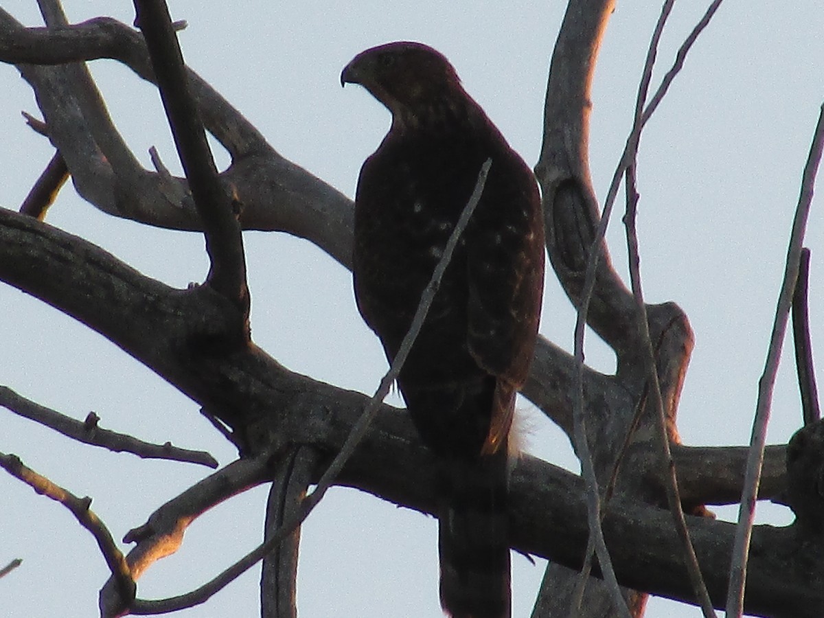 Cooper's Hawk - ML642942802