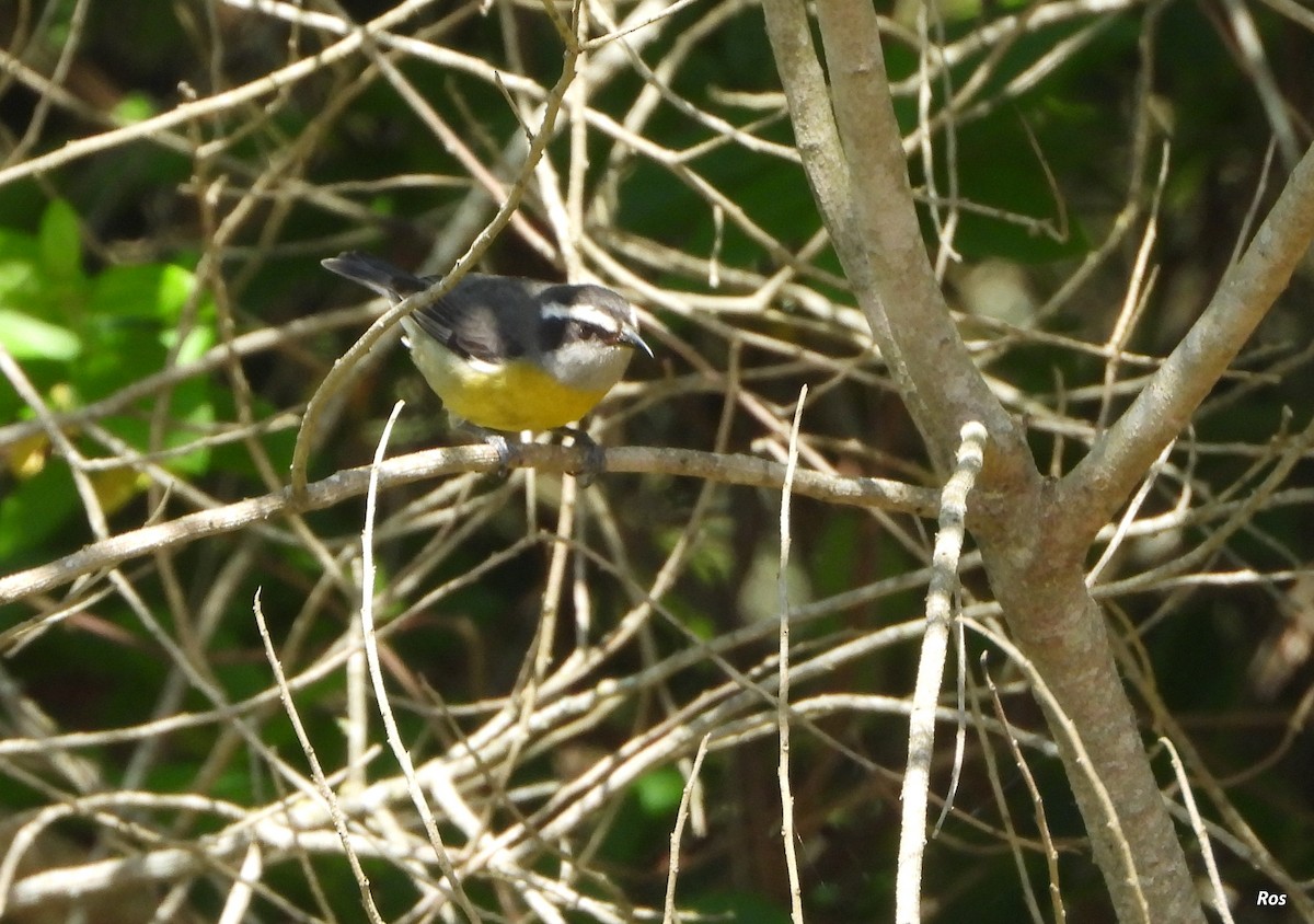 Bananaquit - ML642942804