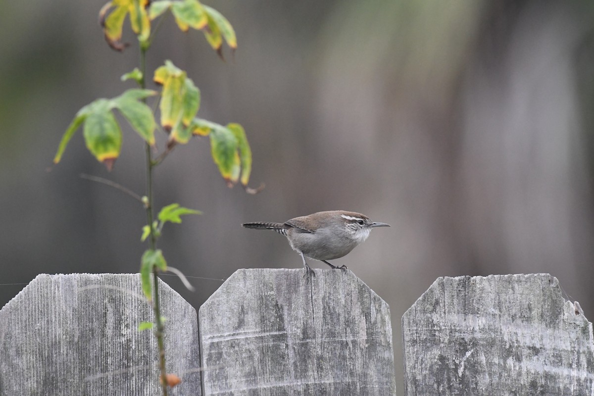 Bewick's Wren - ML642942805
