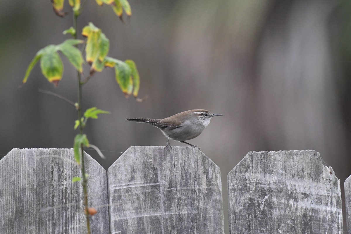 Bewick's Wren - ML642942806