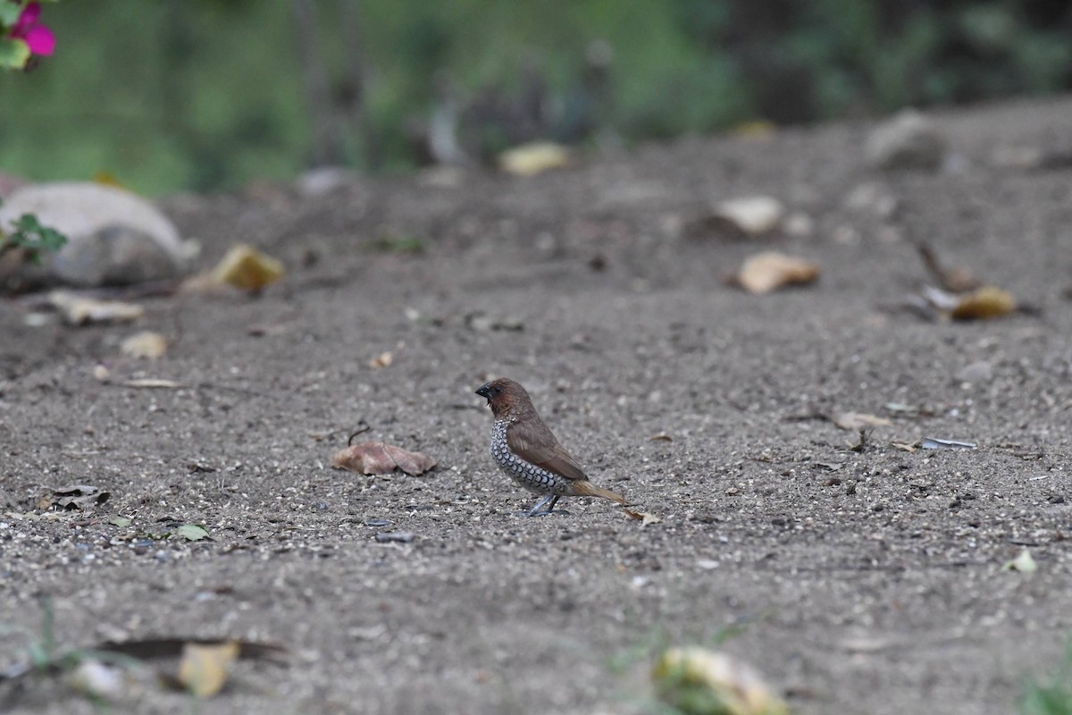 Munia pettosquamato - ML642942812