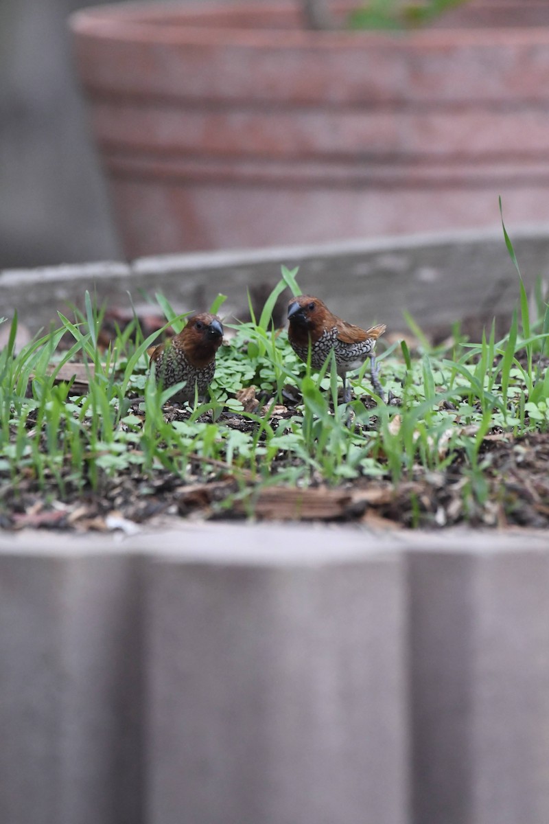 Munia pettosquamato - ML642942813