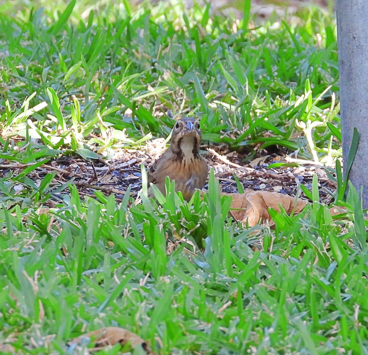 Dickcissel - ML642942820