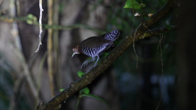 Slaty-legged Crake - ML642942821